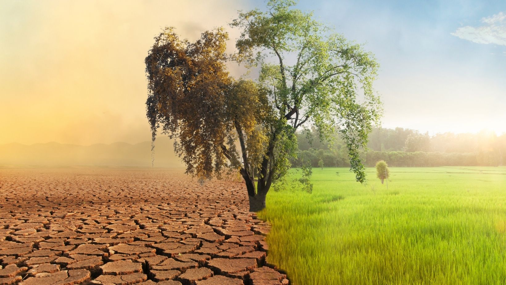 Climate Change and Global Food Security